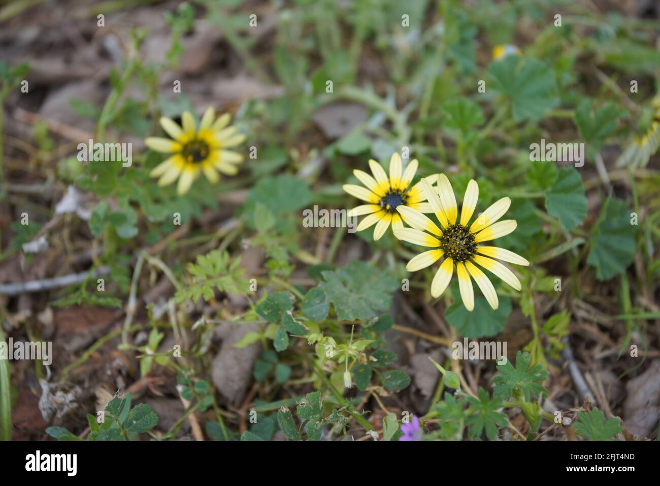 A cluster of Golden Aster flowers in a garden Stock Photo