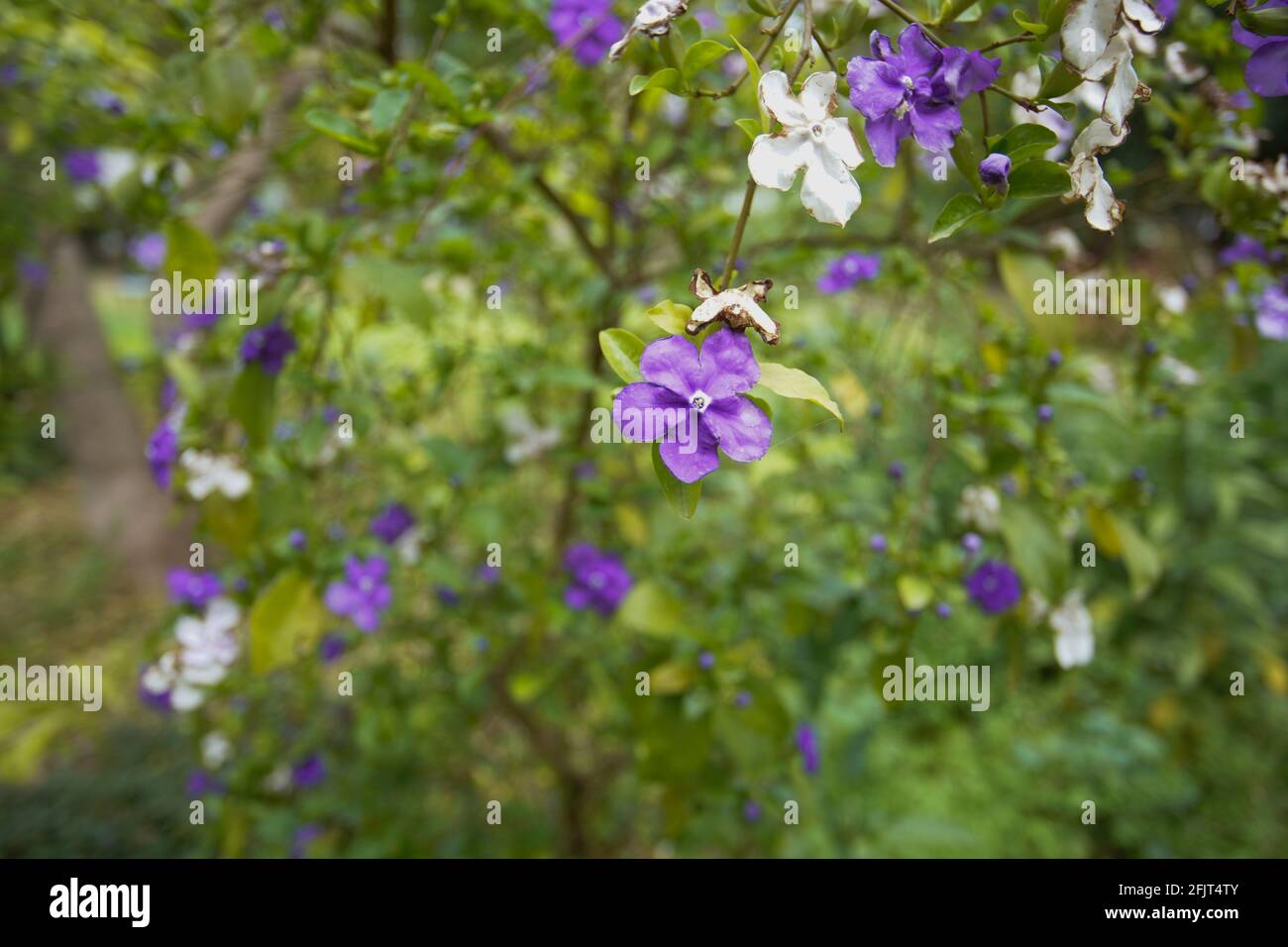 flowering Tibouchina bush Stock Photo
