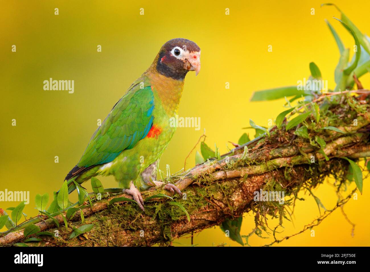 Brown-hooded Parrot, Pionopsitta haematotis, portrait of light green parrot with brown head. Detail close-up portrait of bird from Central America. Wi Stock Photo