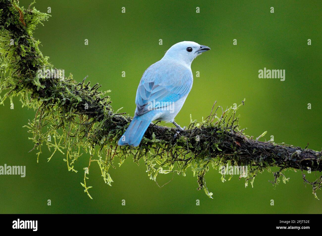 Blue sale bird light