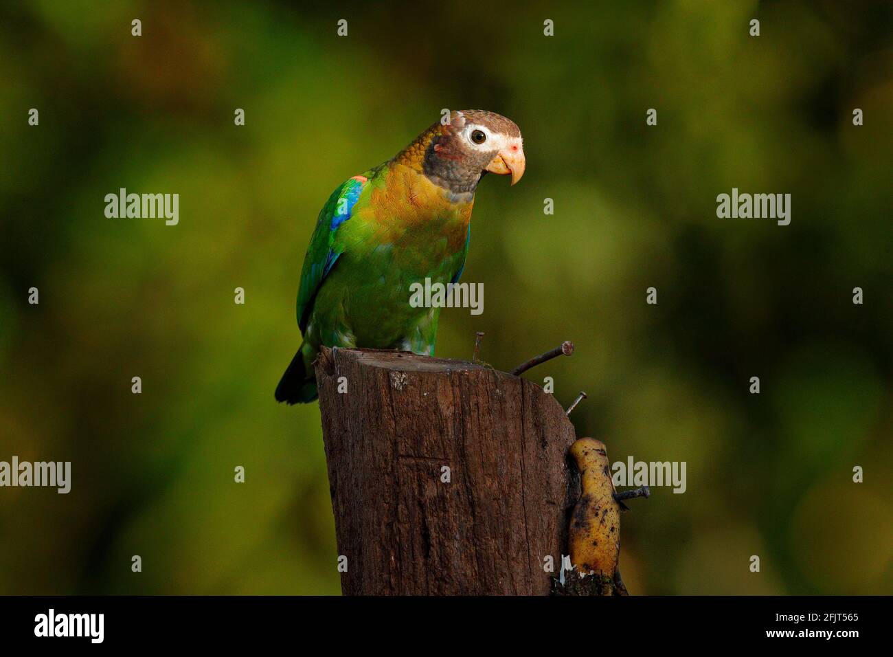 Brown-hooded Parrot, Pionopsitta haematotis, portrait of light green parrot with brown head. Detail close-up portrait of bird from Central America. Wi Stock Photo