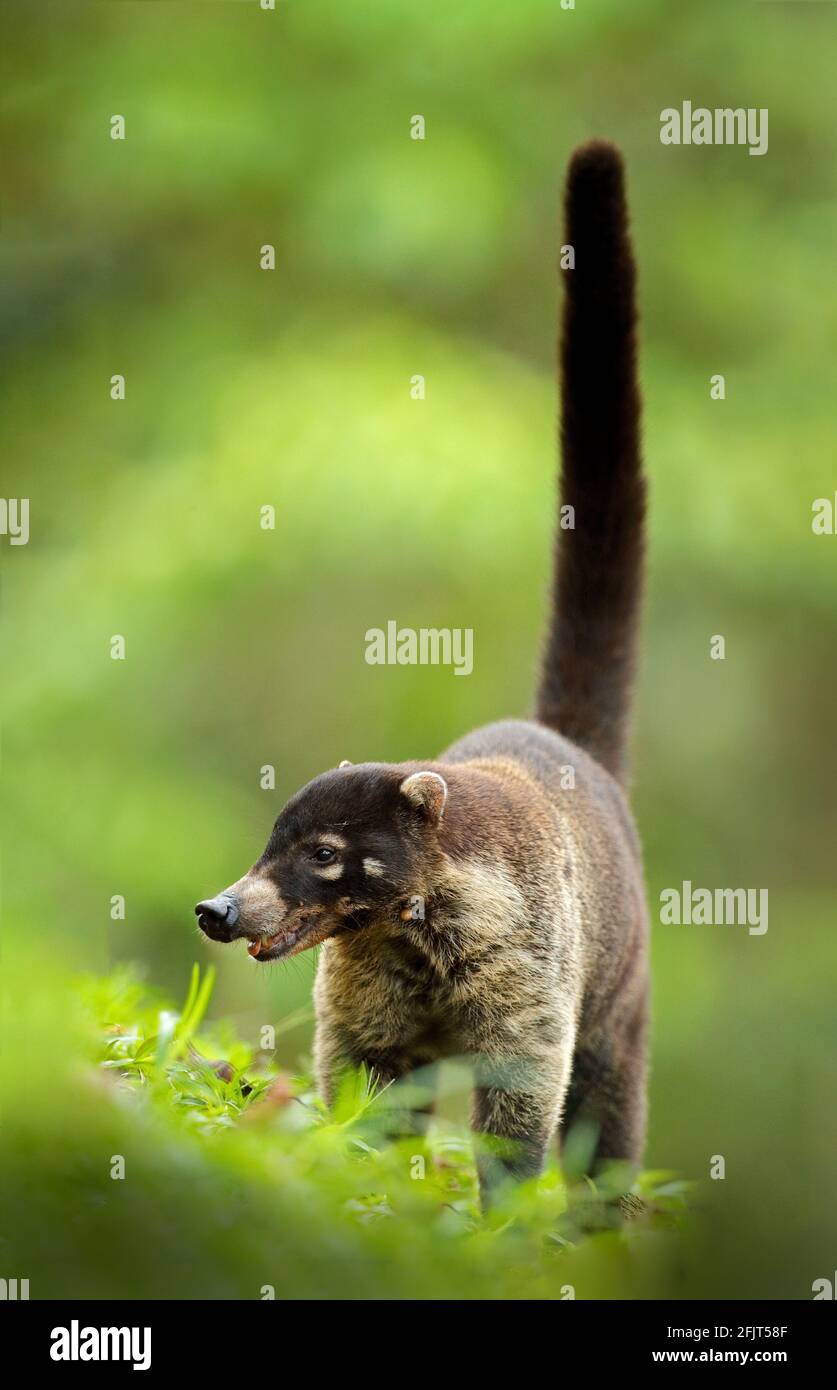 White nosed Coati Nasua Narica Green Grass Habitat National Park white-nosed-coati-nasua-narica-green-grass-habitat-national-park