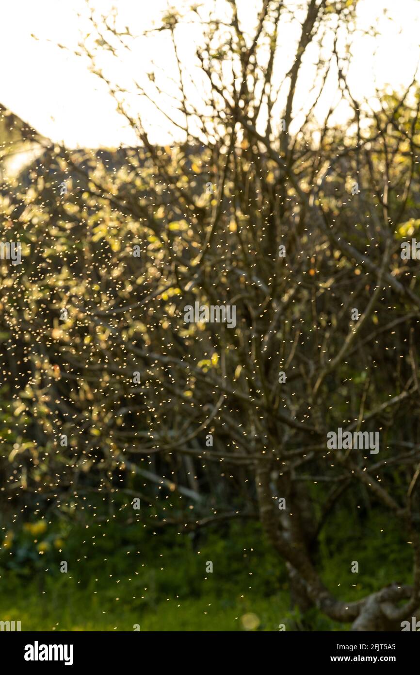 Midges backlit by the setting sun in a wildlife garden. Stock Photo