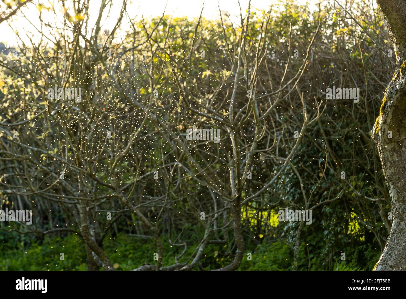 Midges backlit by the setting sun in a wildlife garden. Stock Photo