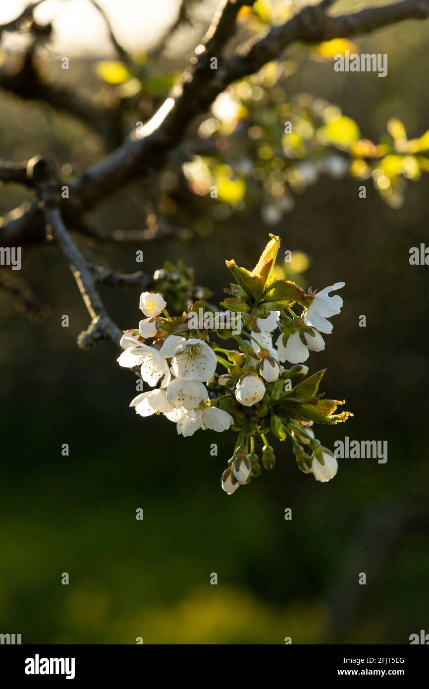 Edible cherry - Sunburst Colt - and the white blossom explodes in profusion in a wildlife garden. Stock Photo