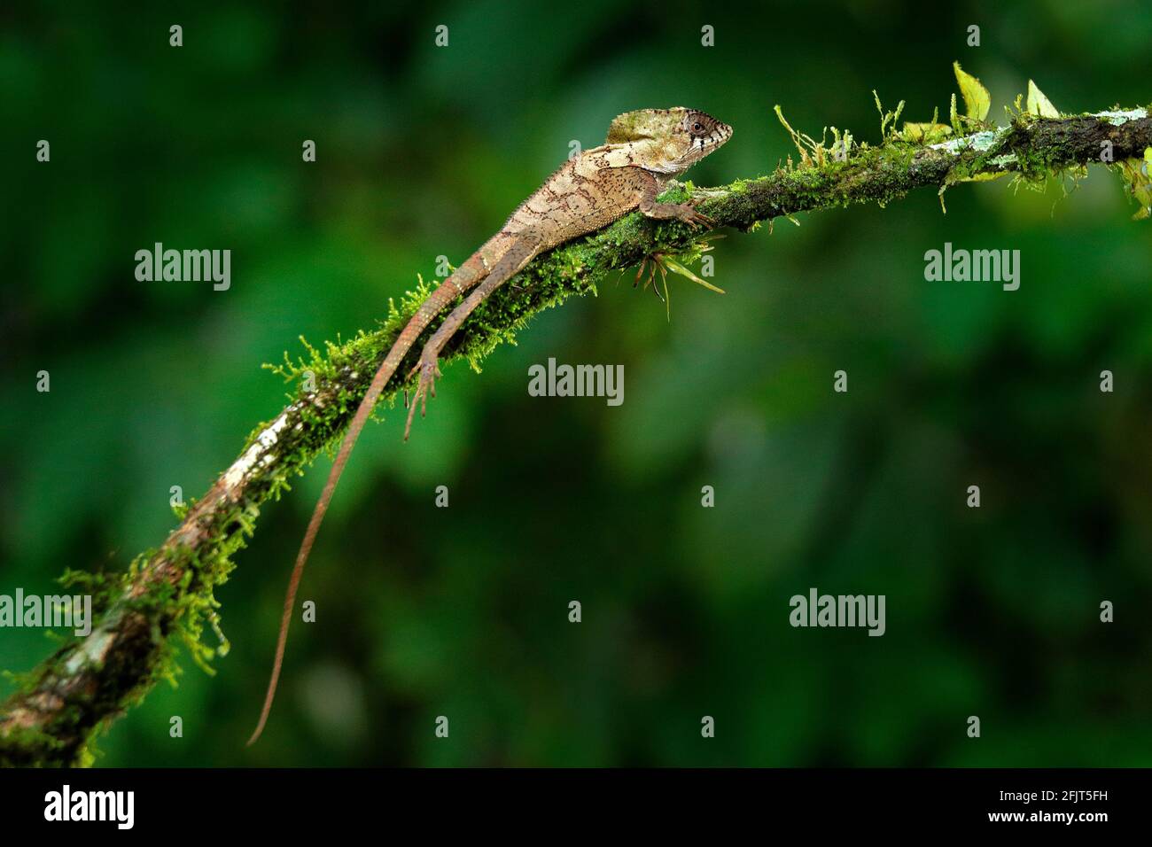 Helmeted basilisk iguana, Corytophanes cristatus, sitting on the tree branch. Lizard in the nature habitat, green forest vegetation. Beautiful reptile Stock Photo