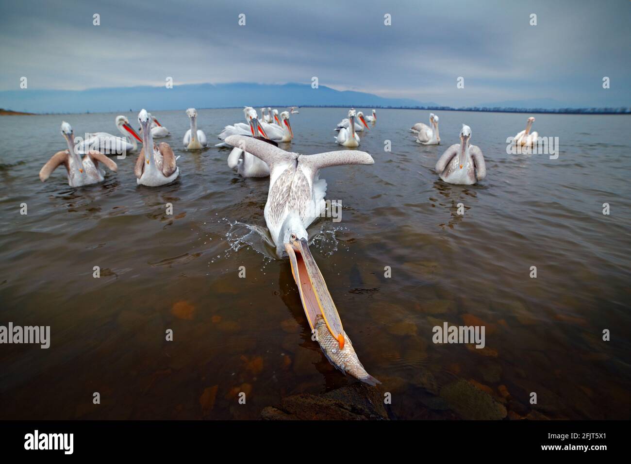 Bird hunting in the water. Dalmatian pelican, Pelecanus crispus, in Lake Kerkini, Greece. Pelican with open bill, big white animal. Wildlife scene fro Stock Photo