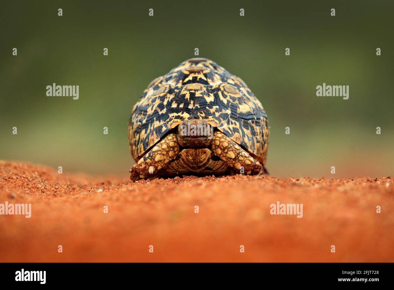 Leopard tort hi-res stock photography and images - Alamy