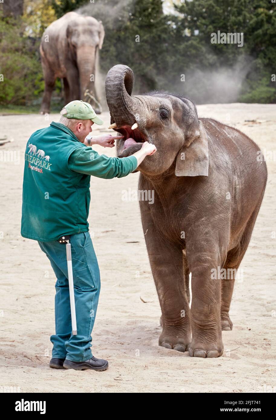 Hamburg, Germany. 26th Apr, 2021. Frank Mangels, elephant keeper, looks into the mouth of the young animal Santosh (2 1/2 years old) in the outdoor enclosure at Hagenbeck's zoo. Preparations for the reopening of the zoo, which has been closed for more than 170 days, are in full swing. Credit: Georg Wendt/dpa/Alamy Live News Stock Photo