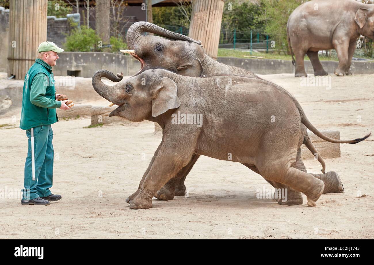 Hamburg, Germany. 26th Apr, 2021. Frank Mangels, elephant keeper, practices tricks in the outdoor enclosure at Hagenbeck's zoo with the two young animals Raj (back, 3 years old) and Santosh (2 1/2 years old). Preparations for the reopening of the zoo, which has been closed for more than 170 days, are in full swing. Credit: Georg Wendt/dpa/Alamy Live News Stock Photo