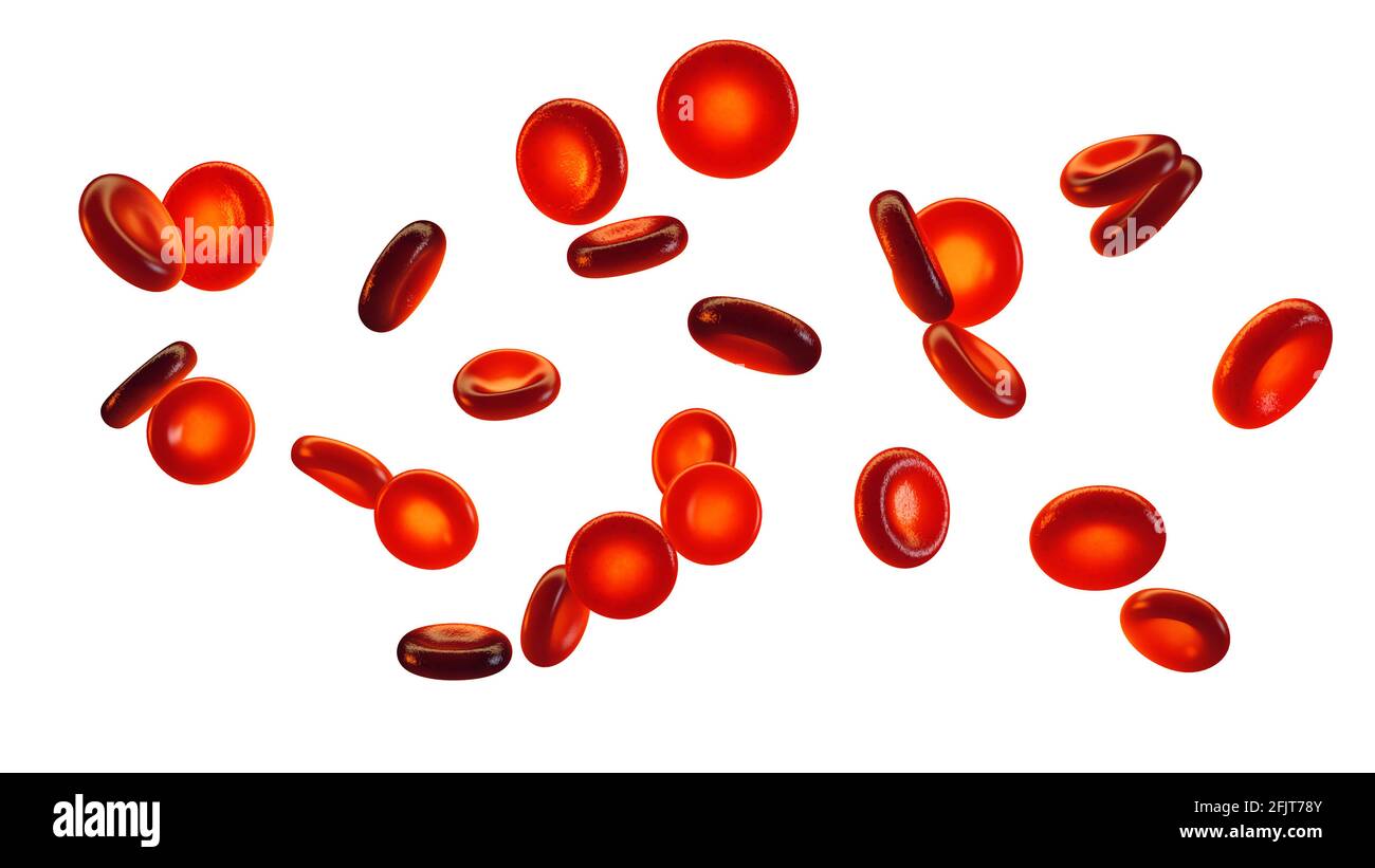 Group of red blood cells isolated on white. Blood cells (erythrocytes) carry oxygen to all body tissues. Stock Photo