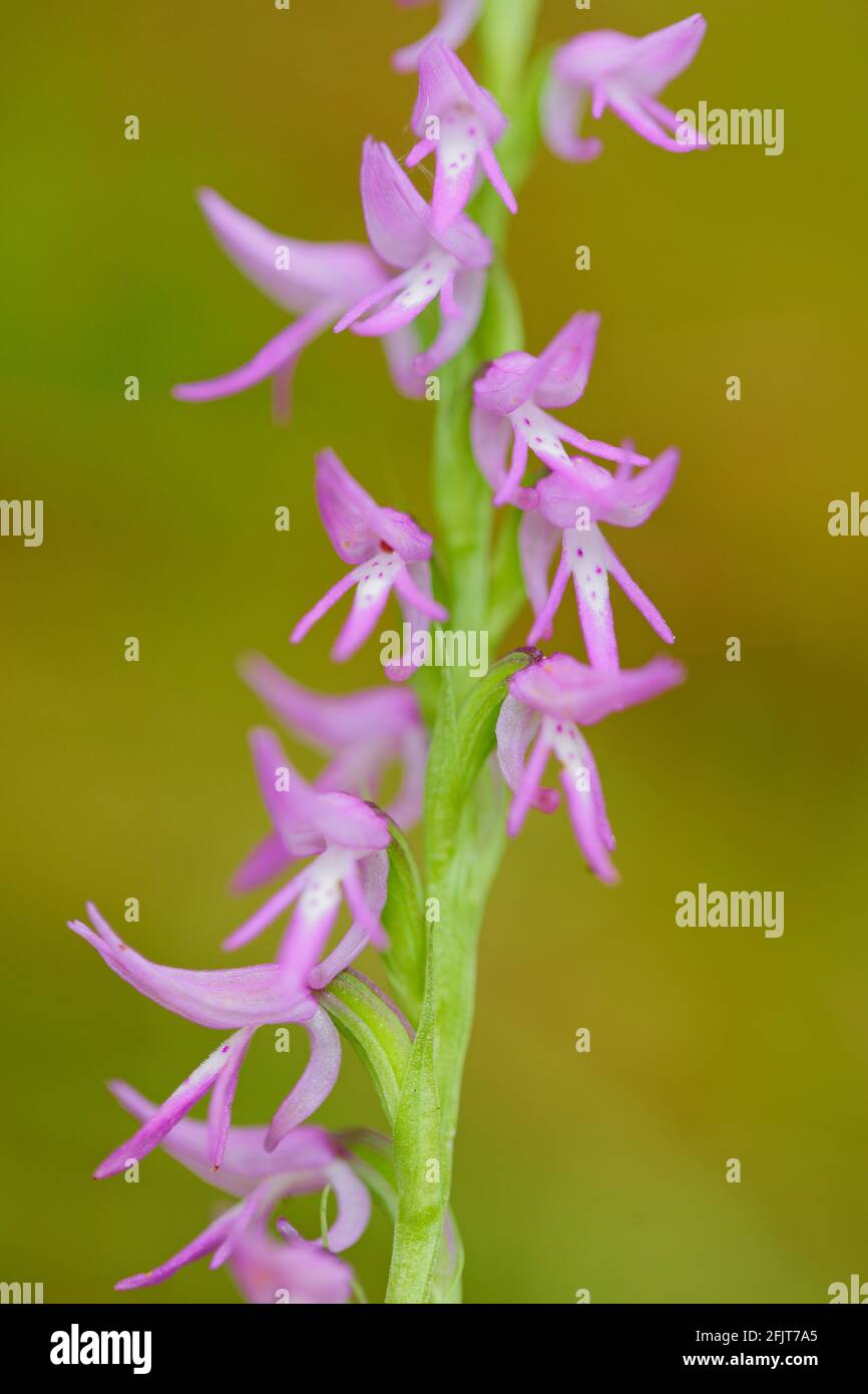 Neottianthe Cucullata, Hoodshaped Orchid, pink flower in nature forest habitat. Flowering European terrestrial wild orchid in nature habitat with clea Stock Photo