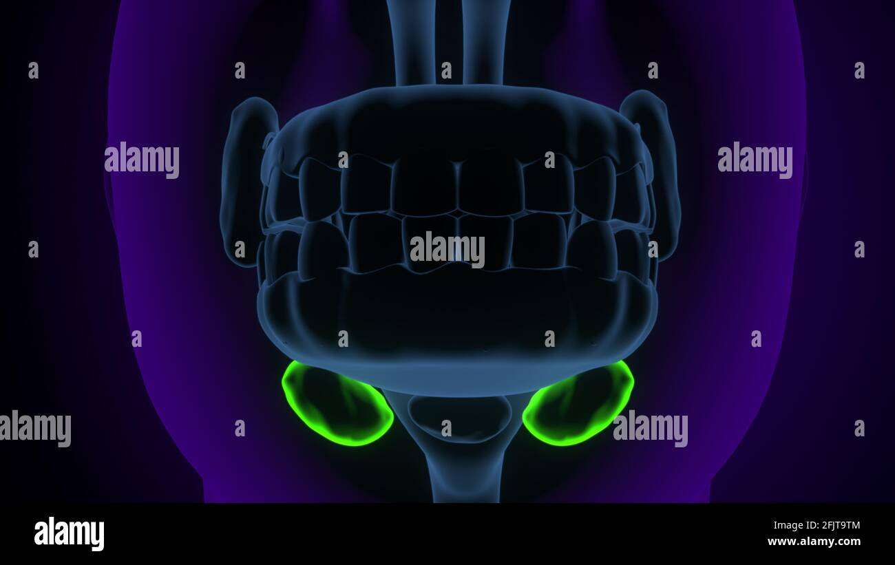 human throat anatomy. 3d render Stock Photo - Alamy