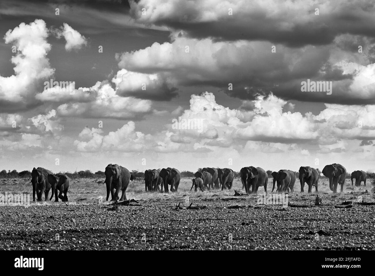 Black and white art photo. African safari. Herds elephant in the sand desert. Wildlife scene from nature, elephant in habitat, Etocha NP, Namibia, Afr Stock Photo