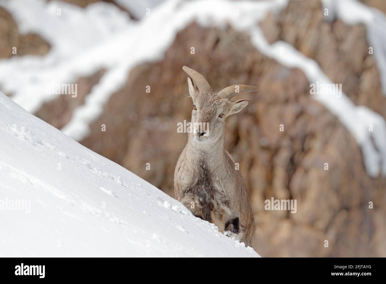 Bharal blue Sheep, Pseudois nayaur, in the rock with snow, Hemis NP, Ladakh, India in Asia. Bharal in nature snowy habitat. Face portrait with horns o Stock Photo