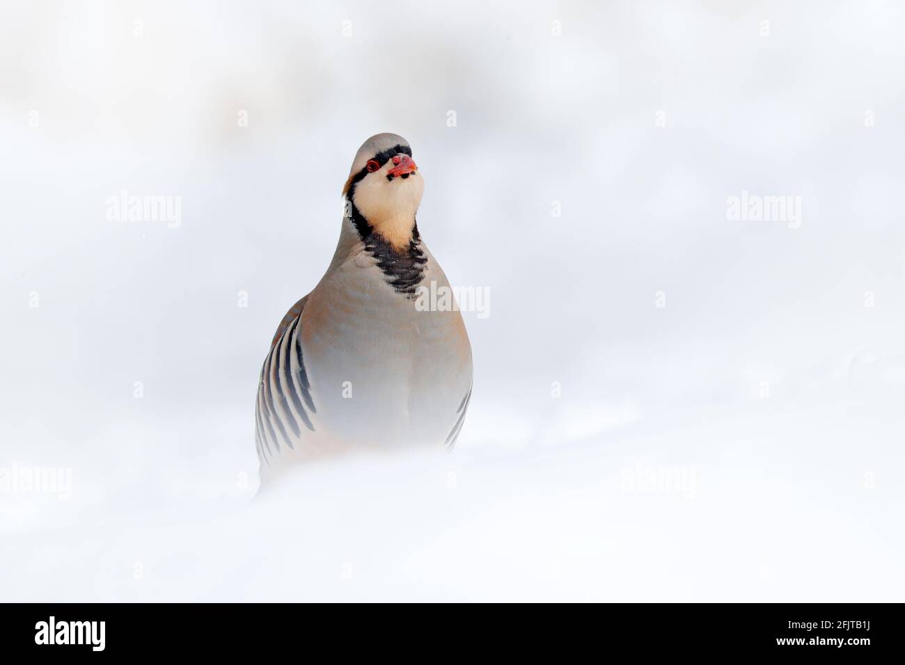Rock partridge, Alectoris graeca,  gamebird in the pheasant family, in the snow during winter. Bird in the white habitat, Hemis NP, Ladakh, India. Par Stock Photo