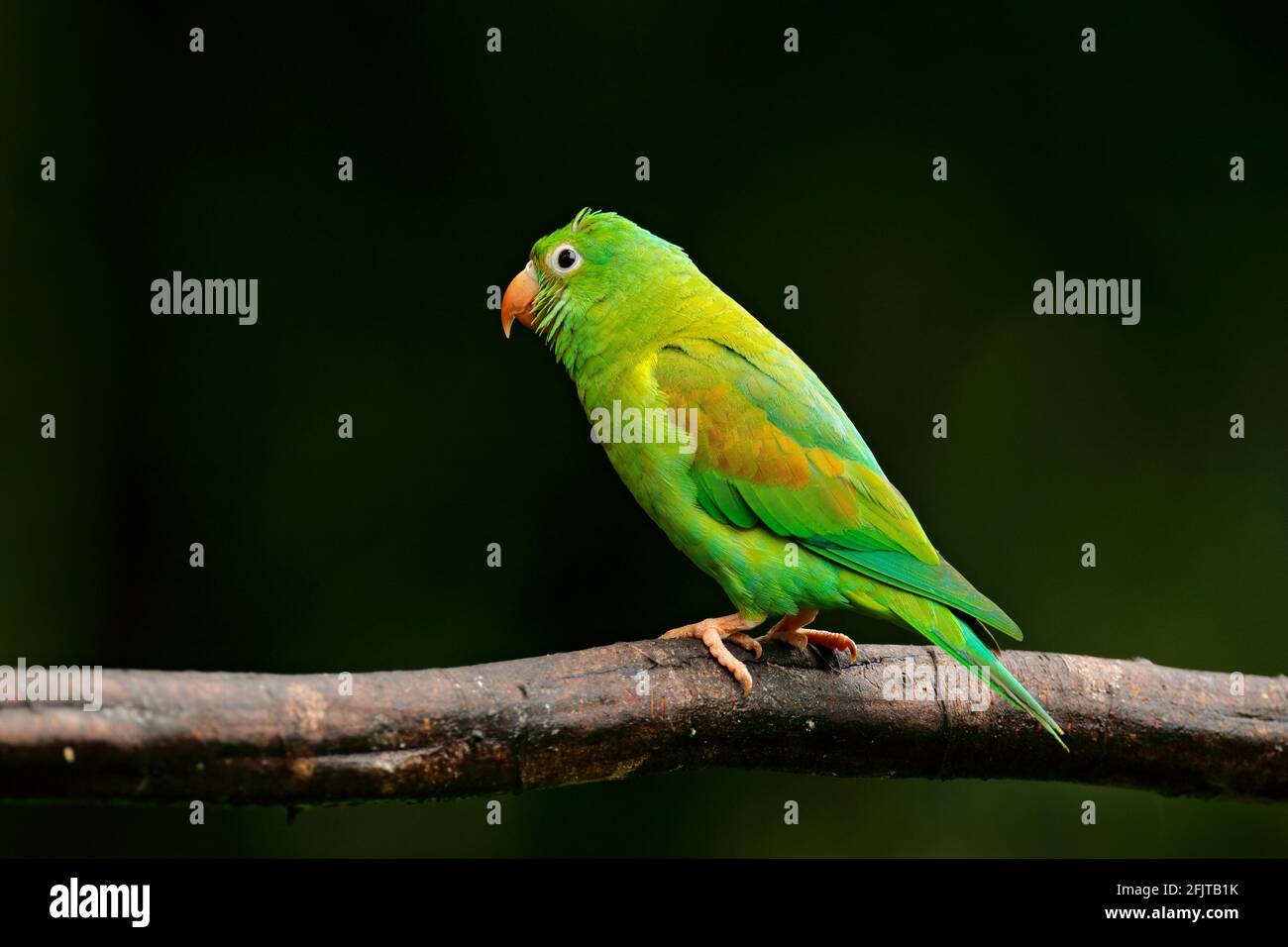 Tovi orange-chinned parakeet, Brotogeris jugularis, portrait of light green parrot with red head, Costa Rica. Wildlife scene from tropical nature. Bir Stock Photo