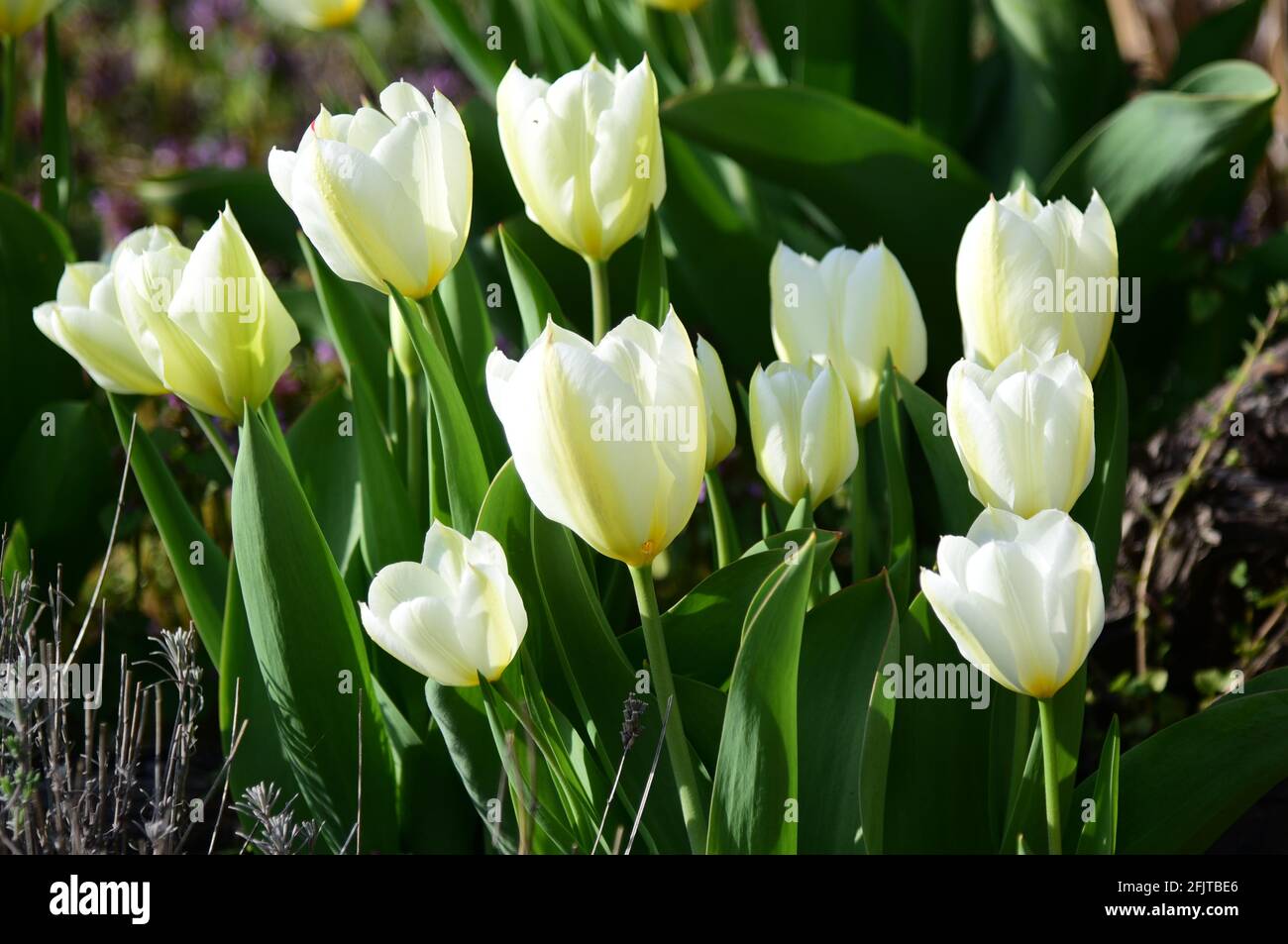 White tulips blooming in the garden on a sunny spring day Stock Photo