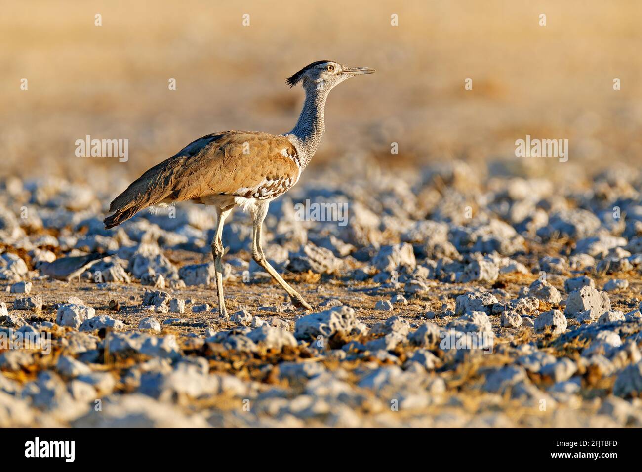 Kori Bustard Ardeotis Kori Largest Flying Bird Native To Africa Bird In The Stones Desert Evening Light Etocha Namibia Wildlife Scene From Afri Stock Photo Alamy