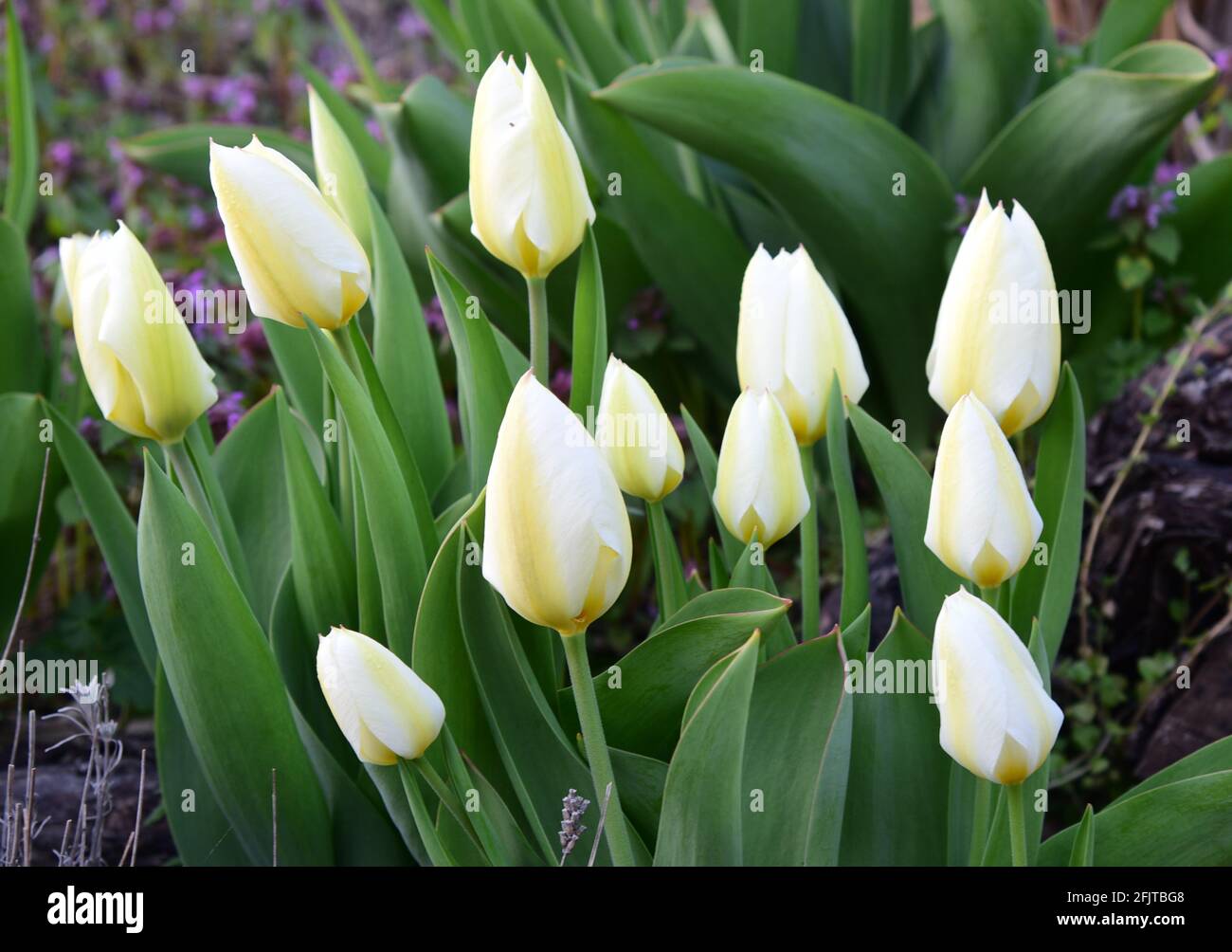 White tulips blooming in the garden on a sunny spring day Stock Photo