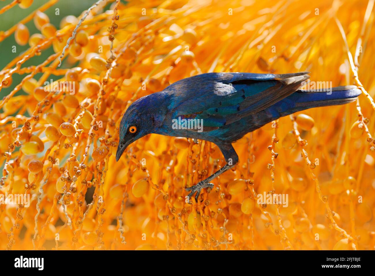 Cape Glossy Starling, Lamprotornis nitens, in nature habitat, orange plam tree with fruits. Detail close-up portrait with yellow eye. Beautiful shiny Stock Photo