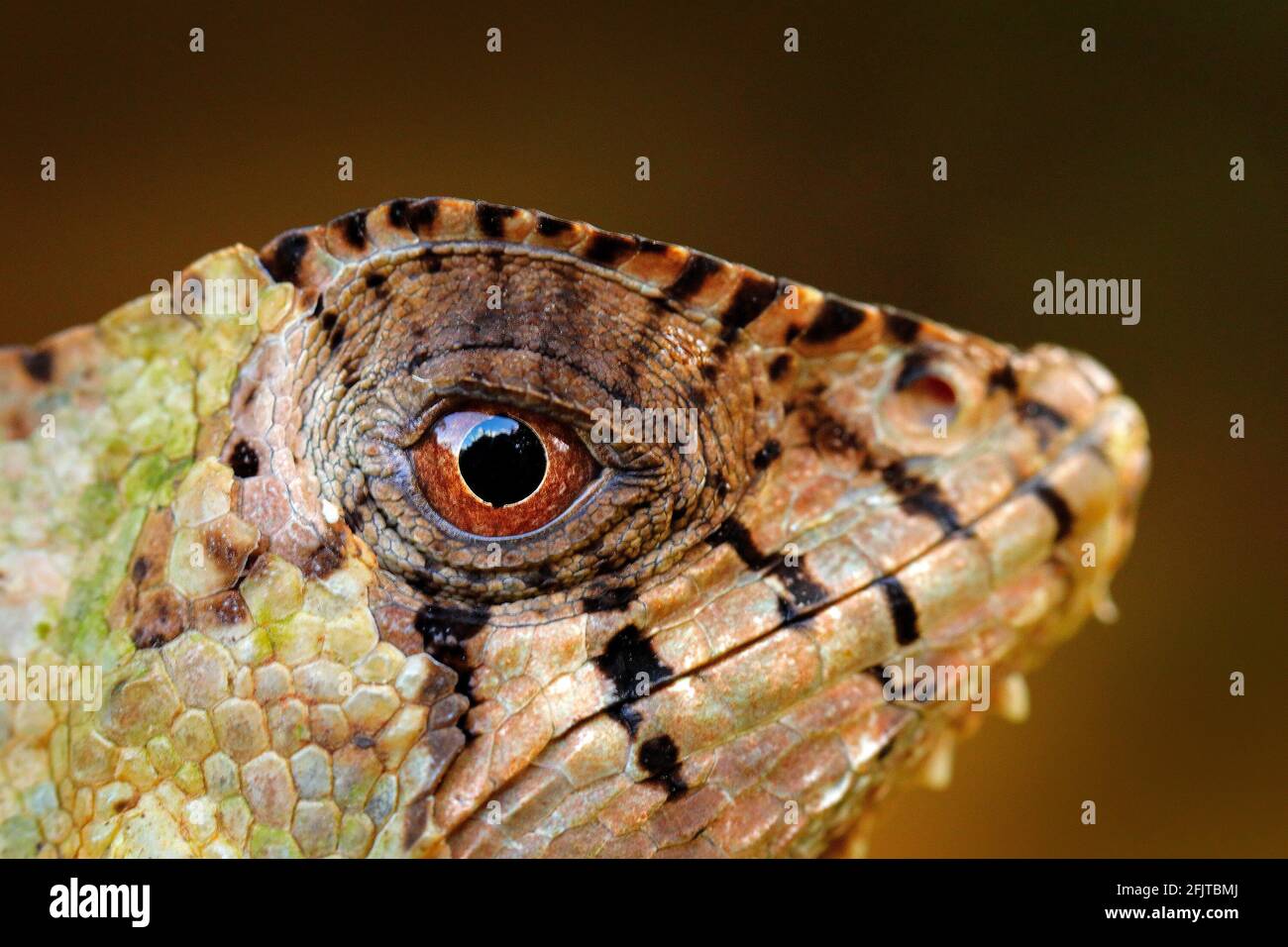 Detail Helmeted basilisk iguana, Corytophanes cristatus, close-up eye. Lizard in the nature habitat, green forest vegetation. Beautiful reptile with l Stock Photo