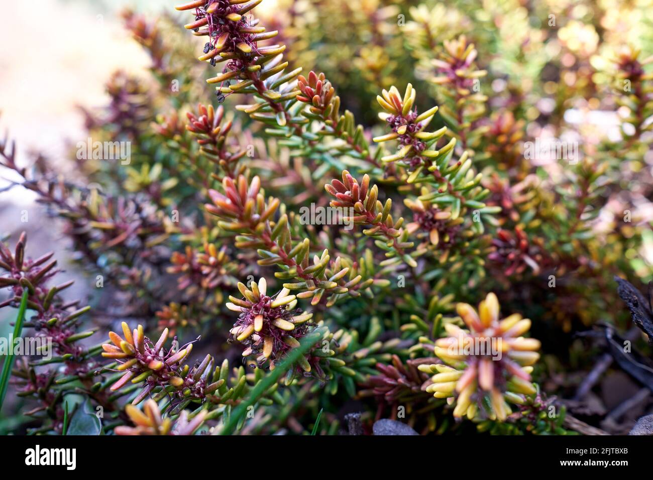 Empetrum nigrum, crowberry, black crowberry, blackberry plant in closeup Stock Photo
