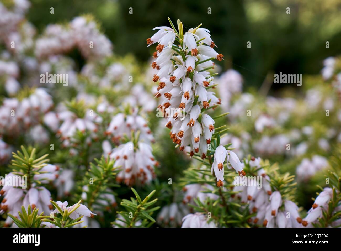 Erica × darleyensis ‘White Perfection’ flowers in closeup Stock Photo
