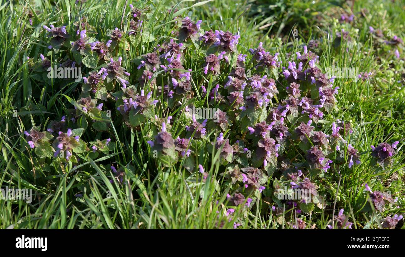 Insects on wild flowers hi-res stock photography and images - Alamy