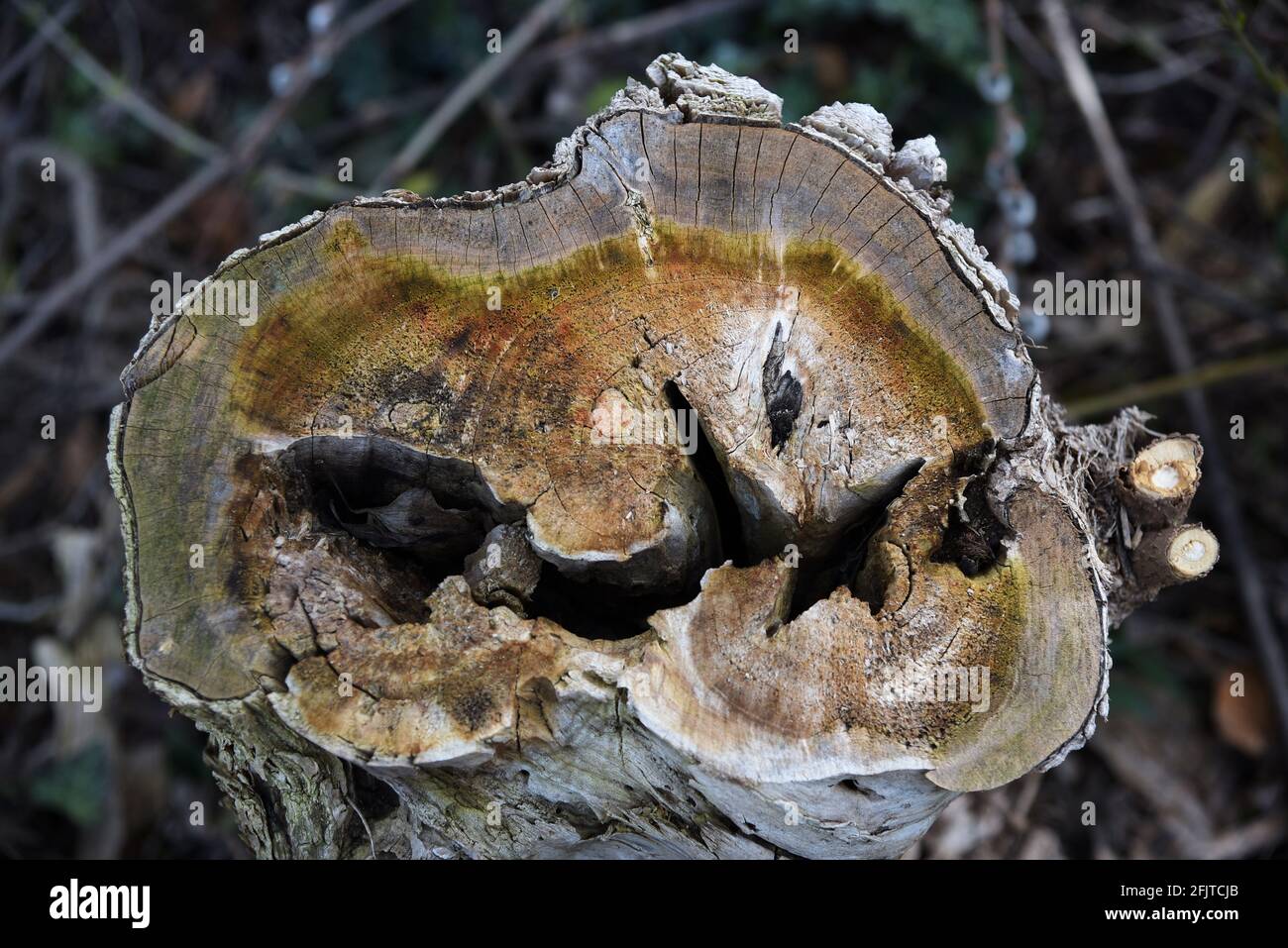 rotting tree stump with a hole showing wood grain and aging rings Stock Photo