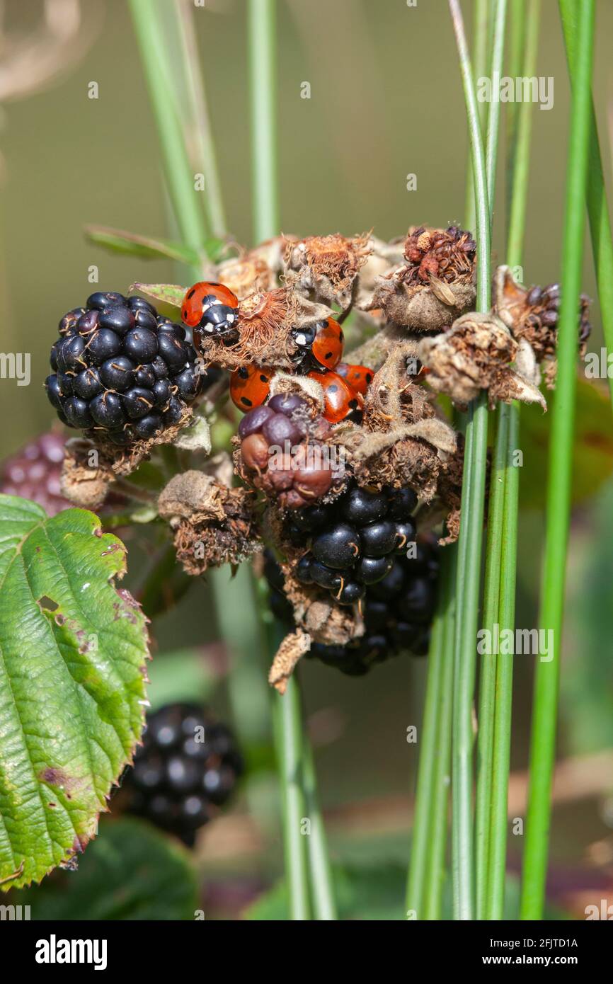 Seven spot ladybirds (Coccinella septempunctata) gathered on brambles just before hibernation, autumn, UK Stock Photo
