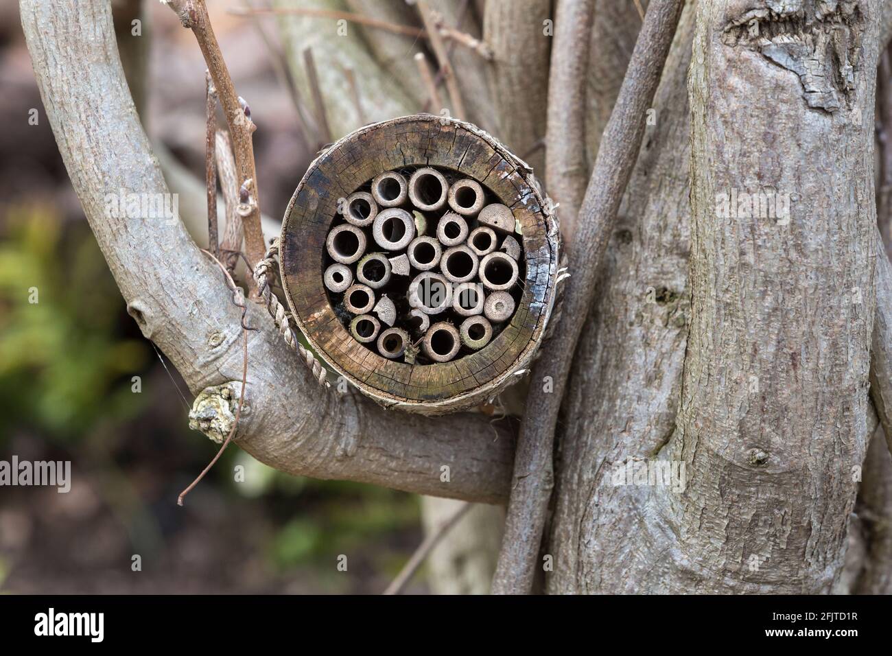 Insect box for garden wildlife, Pensthorpe, Norfolk, UK, Stock Photo