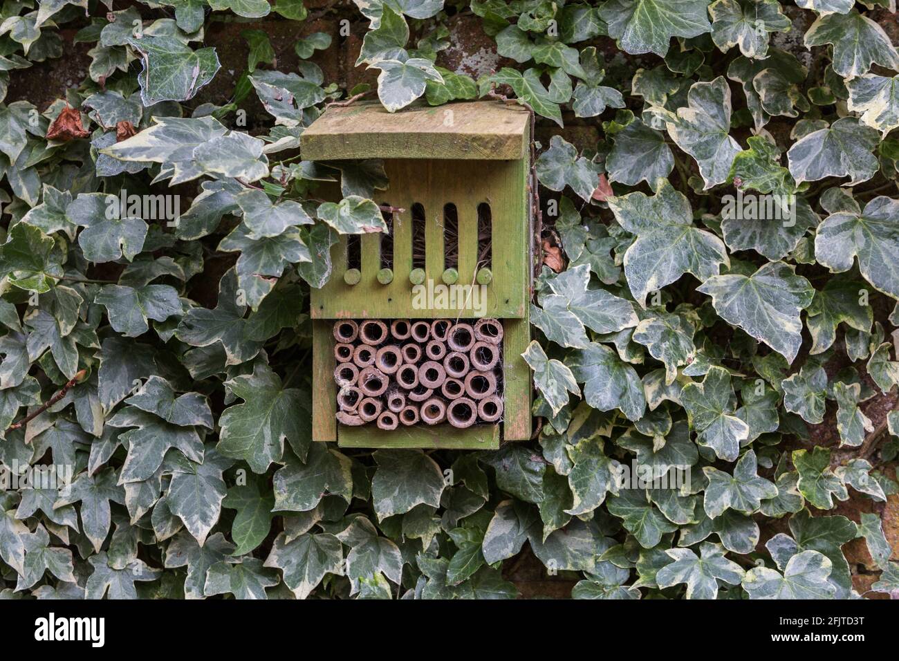 Insect box for garden wildlife, Pensthorpe, Norfolk, UK, Stock Photo