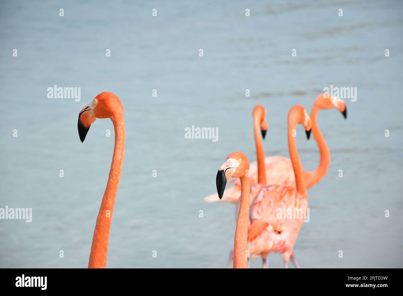 heads of flamingos with the ocean in the background Stock Photo