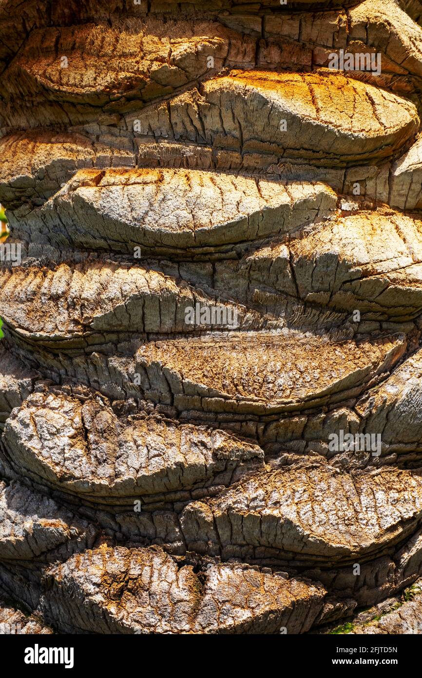 Palm tree stem detail bark texture Stock Photo