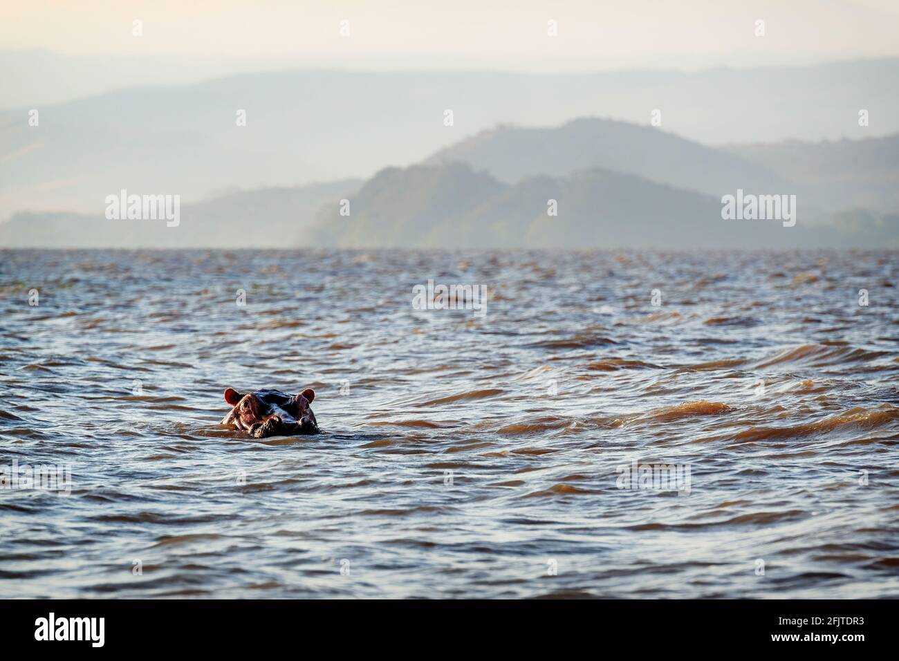 Hippopotamus - Hippopotamus amphibius, popular large mammal from African rivers and lakes, lake Ziway, Ethiopia. Stock Photo