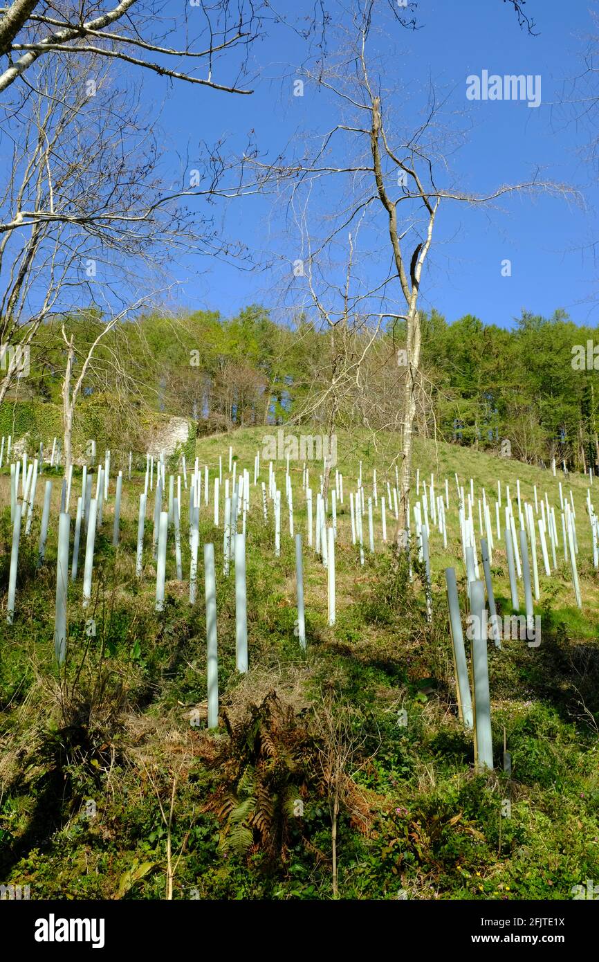 New trees planted on a hillside above the creek off the tidal road. Aveton Gifford, South Hams, Devon, UK Stock Photo