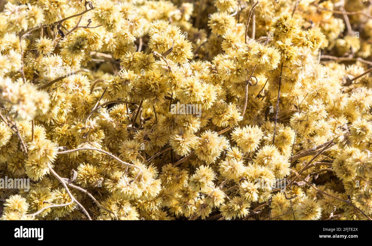 Closeup shot of Achyrocline satureioides dry flowers Stock Photo
