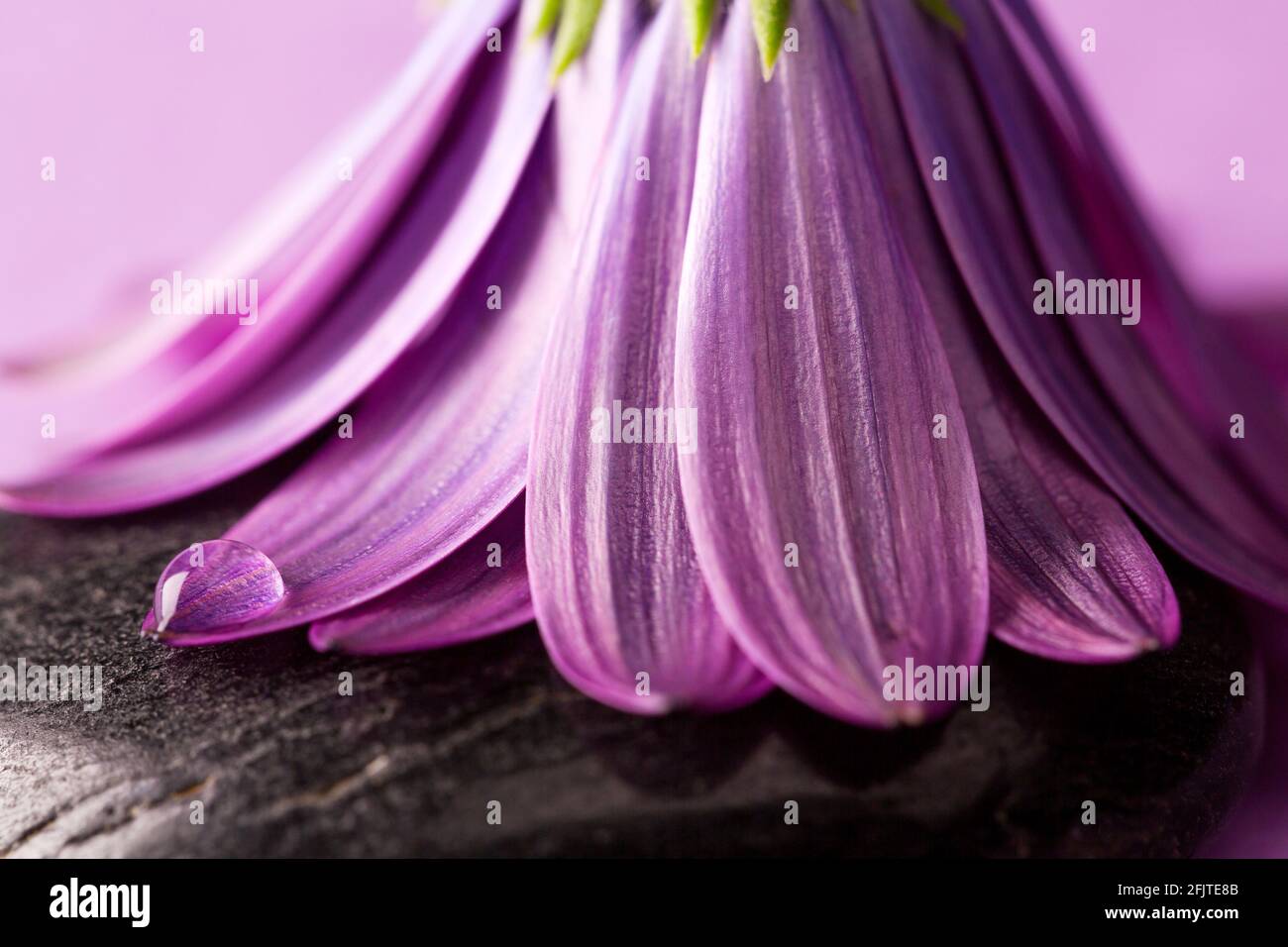 flower with purple petals with dewdrop Stock Photo
