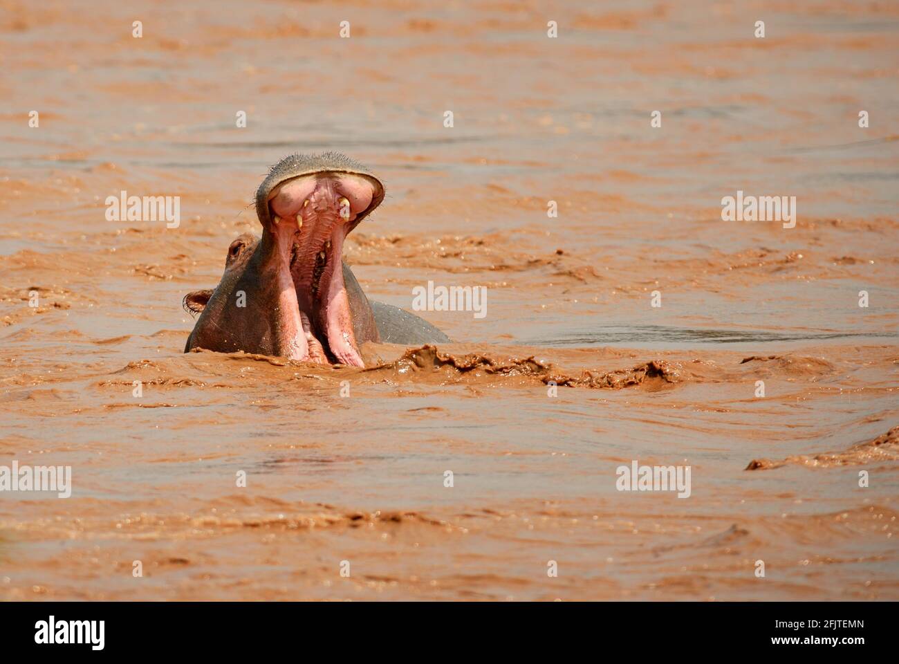 Hippopotamus - Hippopotamus amphibius, popular large mammal from African rivers and lakes, lake Ziway, Ethiopia. Stock Photo