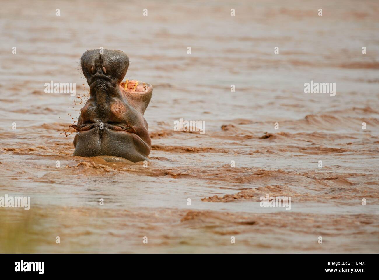 Hippopotamus - Hippopotamus amphibius, popular large mammal from African rivers and lakes, lake Ziway, Ethiopia. Stock Photo