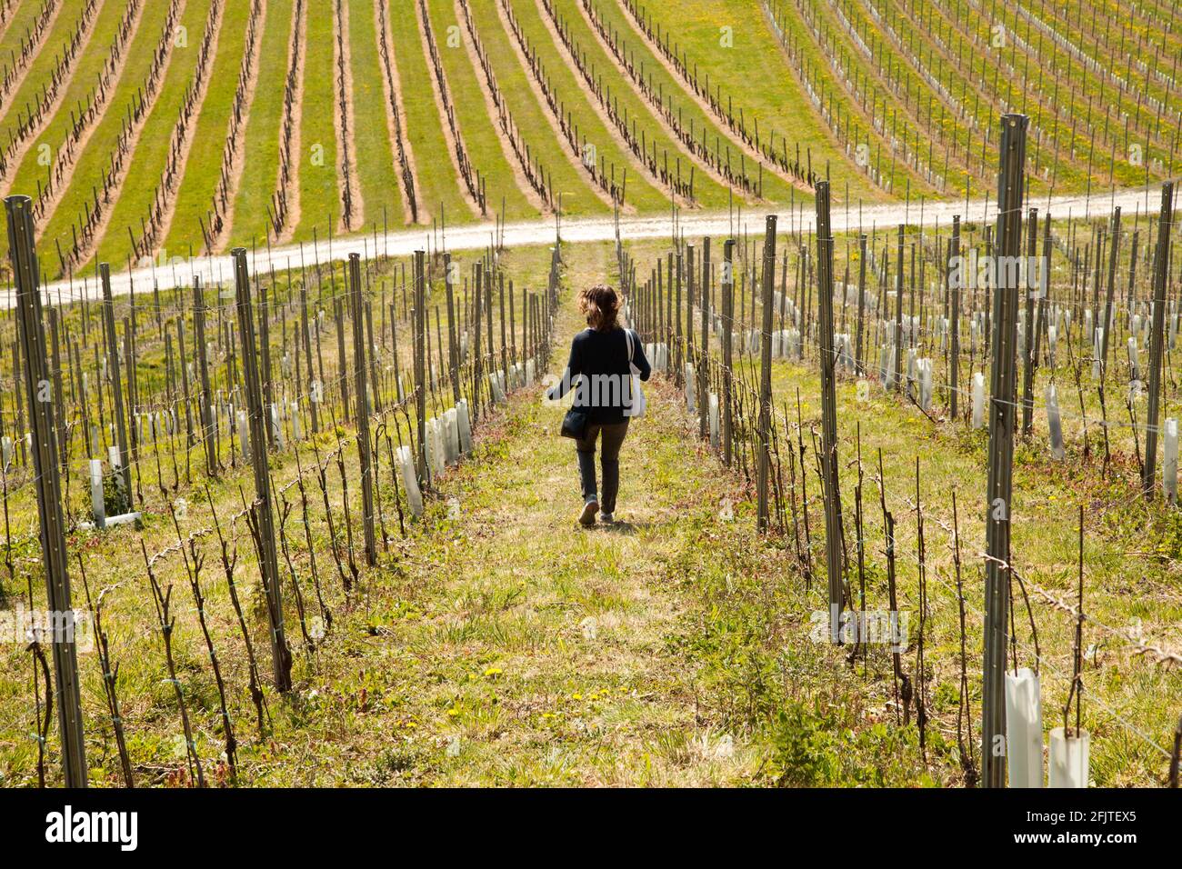 Woman running down hill at Denbies vineyard chasing child downhill from behind, Spring, April 2021 Stock Photo