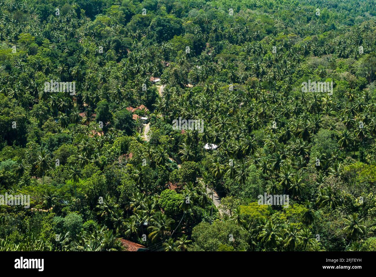 Mulkirigala, Sri Lanka, Asia: palm jungle with 2 dwellings Stock Photo
