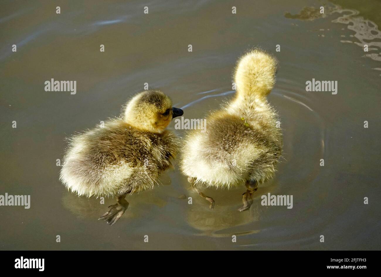 Baby Canada geese or goslings, Branta canadensis, swimming with their mother in April in the Deschutes River, near Bend, Oregon. Stock Photo