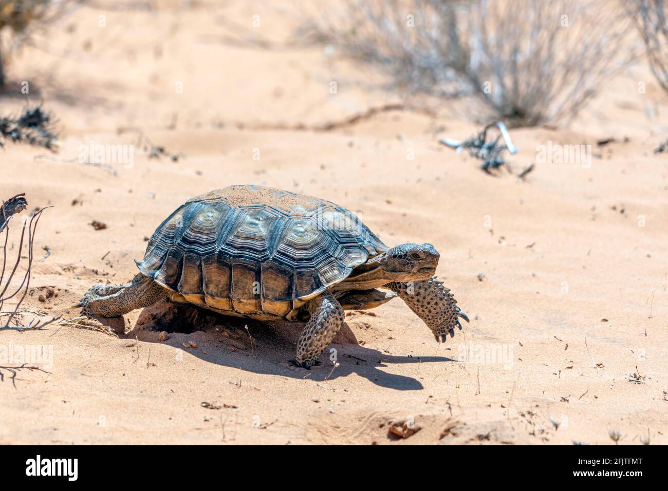 Desert Tortoise, Gopherus agassizii, in the sandy Nevada desert after emerging from its winter hibernation den. Stock Photo