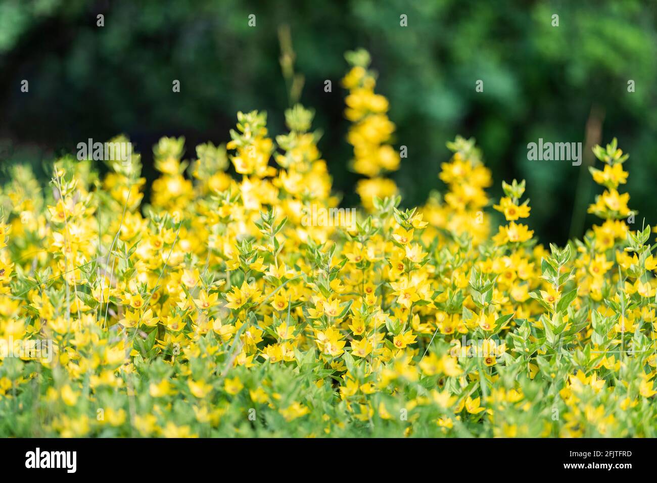 Yellow flowers of Lysimachia punctata. The dotted loosestrife, large yellow loosestrife or spotted loosestrife in summer garden. In the family Primula Stock Photo