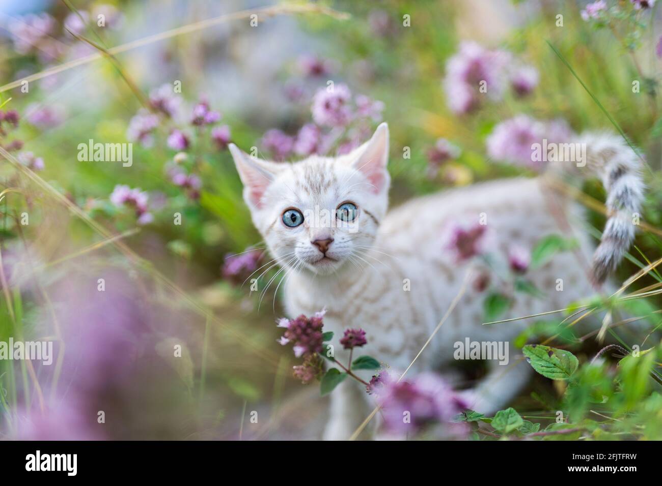 A cute kitten outdoors surrounded by purple flowers. The curious little cat is a white purebred snow bengal cat and she is 7 weeks old. Stock Photo