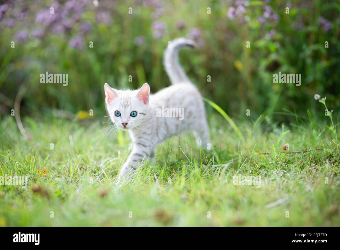 A cute white little Bengal kitten outdoors in the grass with flowers in the background. The curious little cat is 7 weeks old. The kitten is moving to Stock Photo