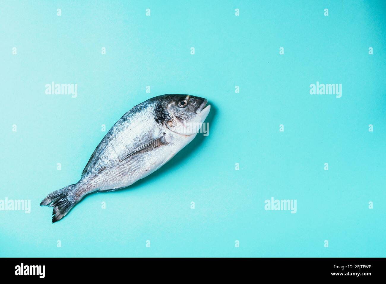 One dorado on blue background. Copy space. Fish pattern. Top view, flat lay. Creative design concept Stock Photo
