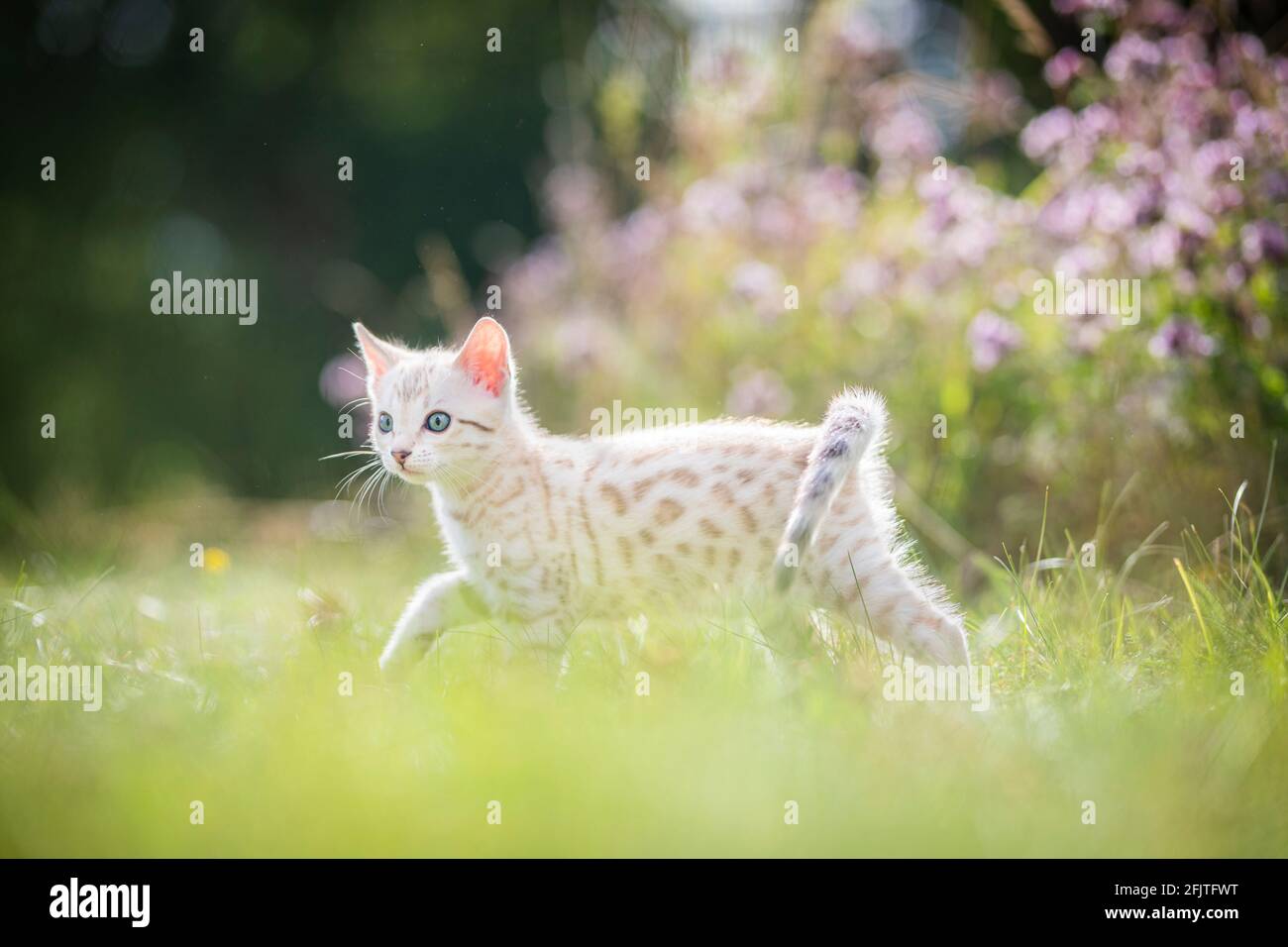 A cute white little Bengal kitten outdoors in the grass with flowers in the background. The curious little cat is 7 weeks old. Tranquil scene with roo Stock Photo